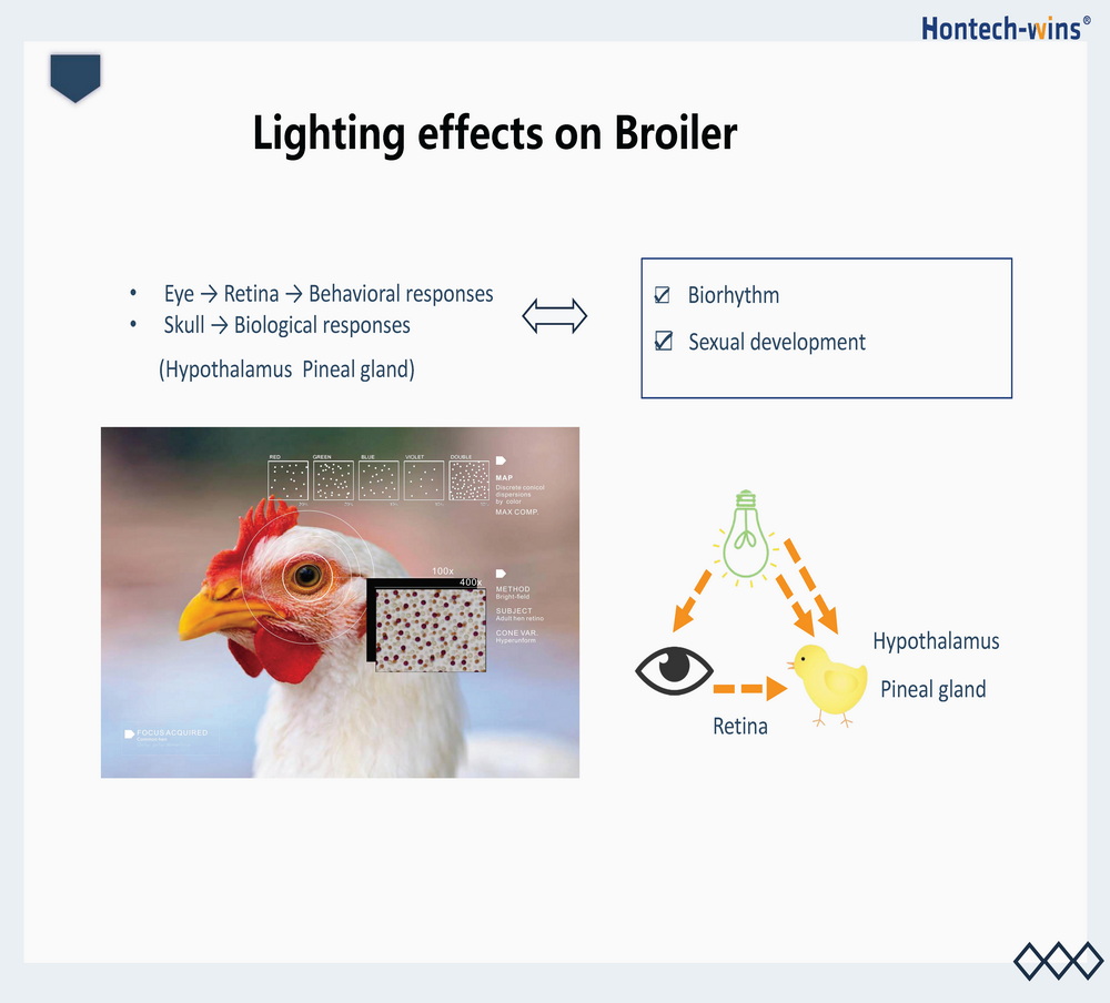 Light for Broiler