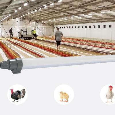 Light for Poultry