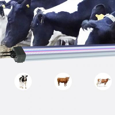 Light for Ruminant