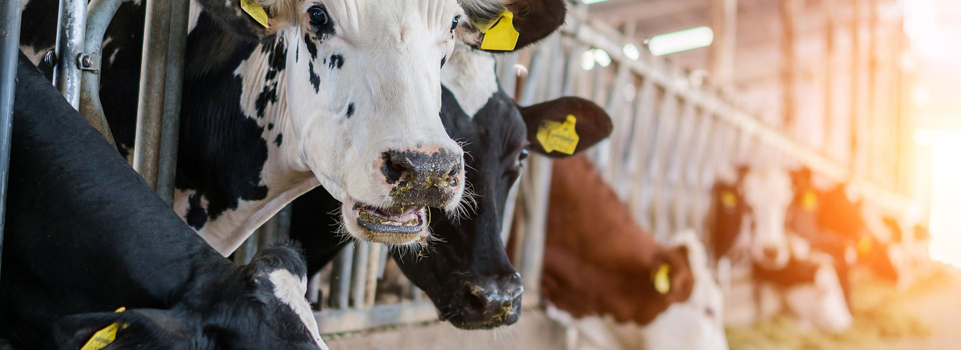 Ruminant Equipment