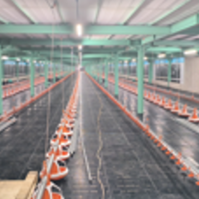 Indonesia lighting- broiler