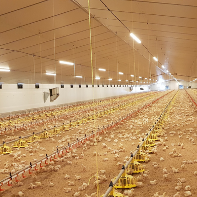 Lighting- Broiler/Breeder