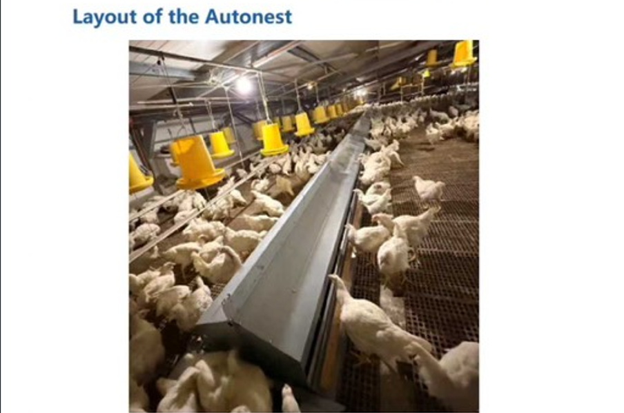  Autonest for Phillipine PS Farm