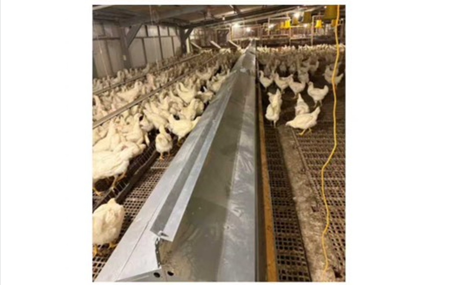  Autonest for Phillipine PS Farm