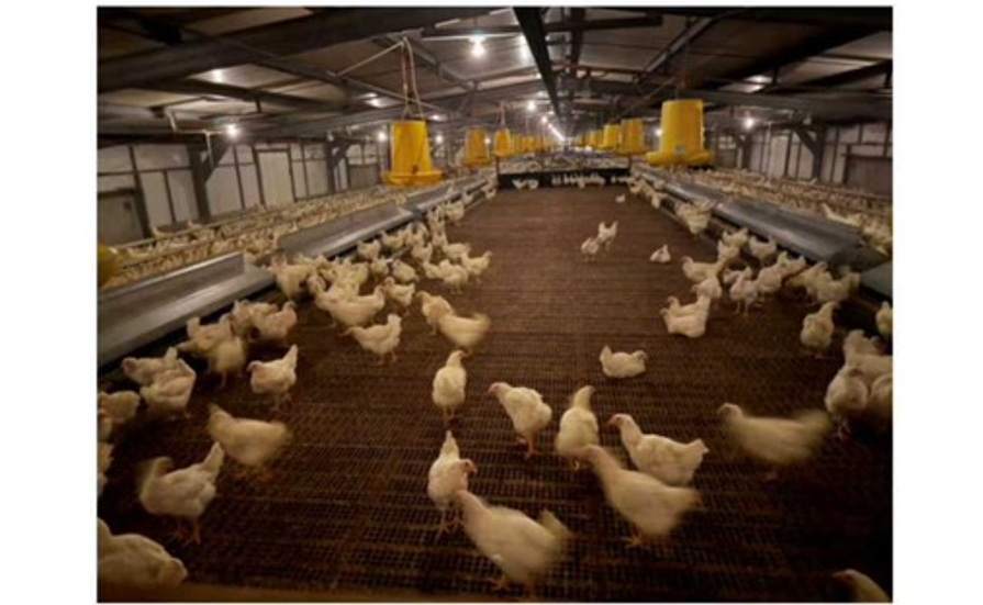  Autonest for Phillipine PS Farm