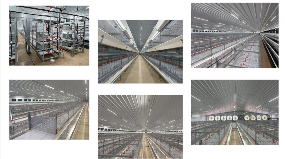 broiler cage system