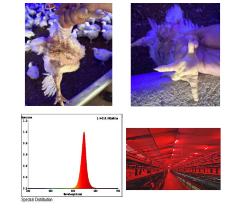 lighting broiler breeder