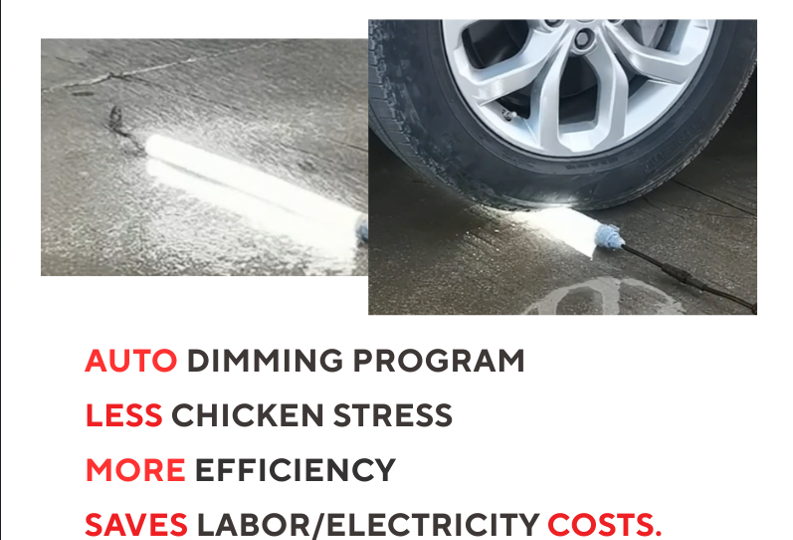 lighting broiler breeder