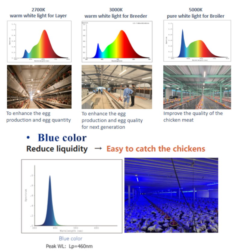 lighting broiler breeder