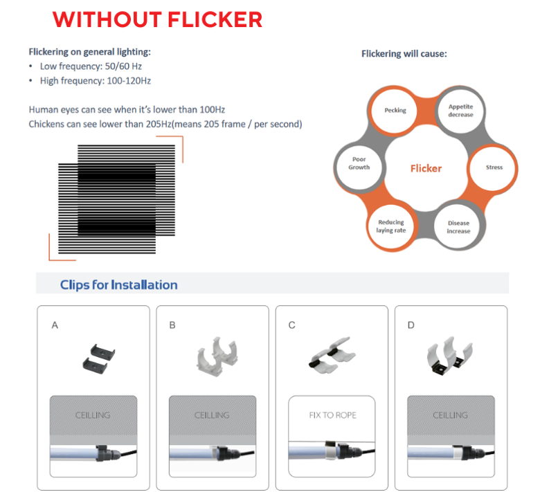 lighting broiler breeder