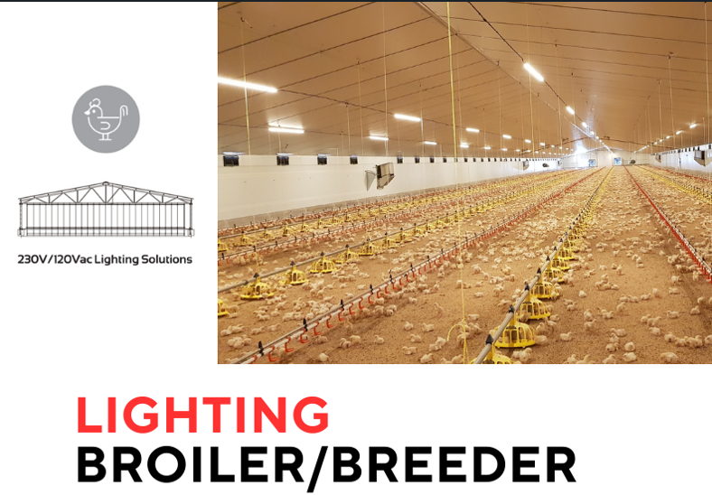 lighting broiler breeder