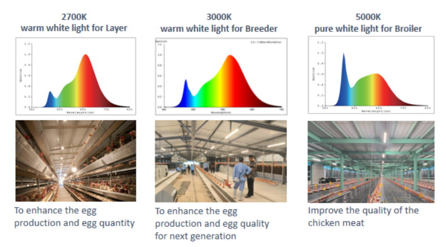 lighting cage system