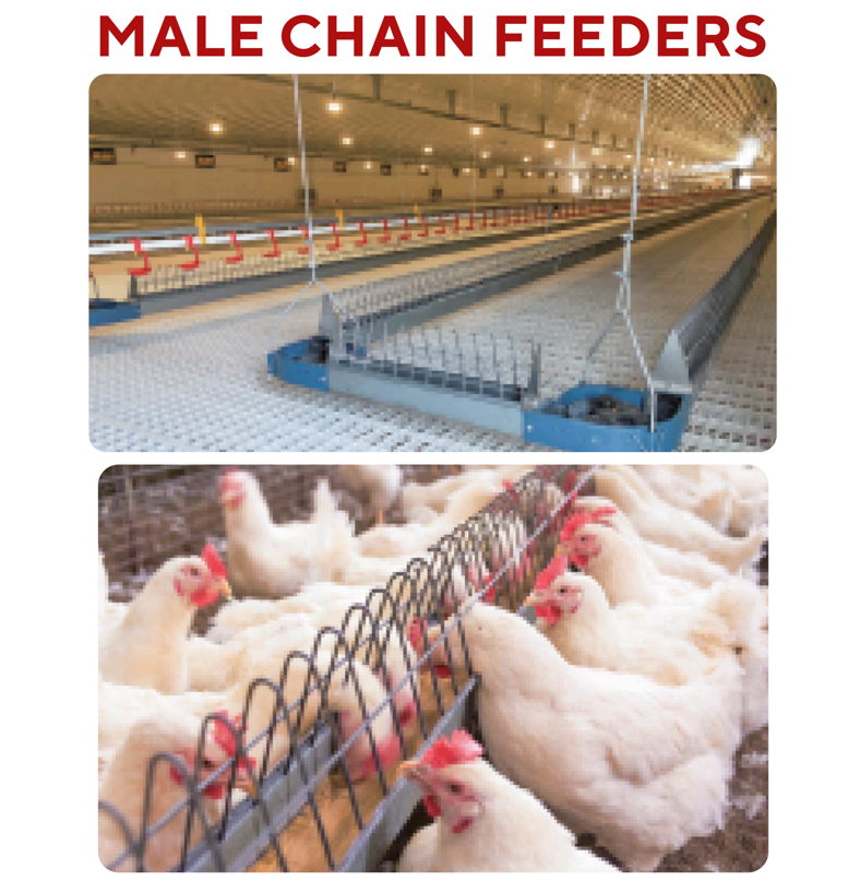 male chain feeders