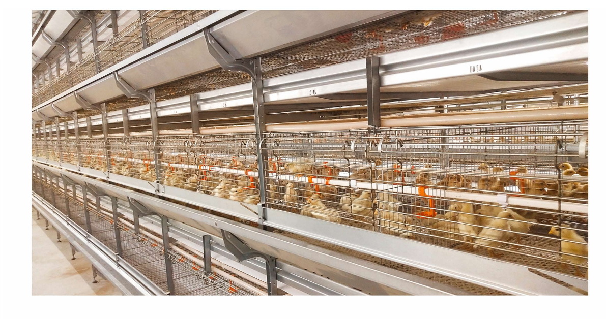 cage system